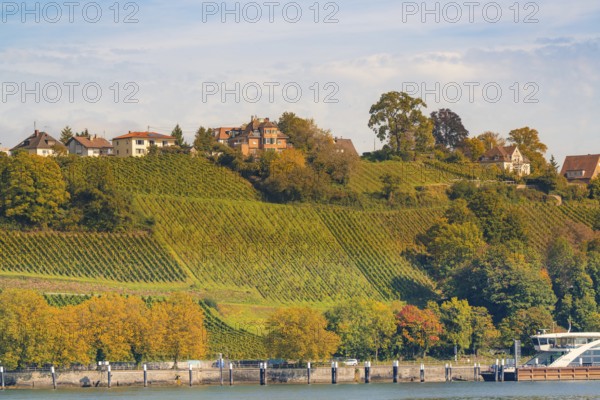 Hills with vineyards and houses in autumn, river in the foreground, Meersburg, Lake Constance, Germany
