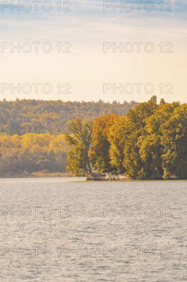 Single tree with autumn leaves on a calm lake, Mainau Island, Lake Constance, Germany