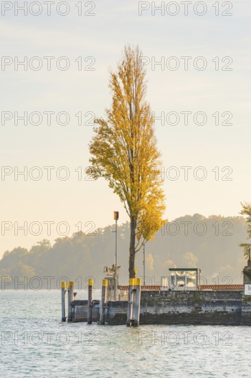 A single tree with yellow leaves stands on a quiet jetty in the morning light, Mainau Island, Lake Constance, Germany