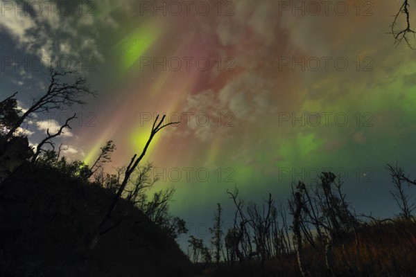 Aurora Borealis over polar birches and the shining moon in northern Sweden near Björkliden at Lake Torneträsk