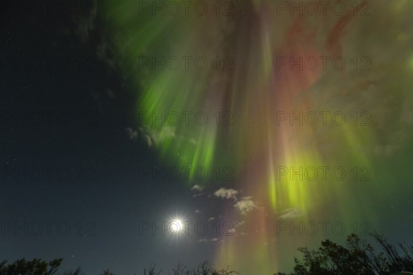 Aurora Borealis over the polar birches and the shining moon in northern Sweden near Björkliden at Lake Torneträsk