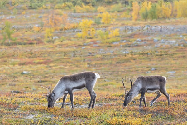 Reindeer herd at Abisko National Park in the colourful autumn of Lapland below Lapporten / Cuonjávággi