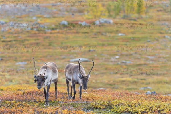 Reindeer herd at Abisko National Park in the colourful autumn of Lapland below Lapporten, Cuonjávággi