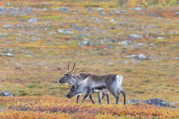 Reindeer herd at Abisko National Park in the colourful autumn of Lapland below Lapporten, Cuonjávággi