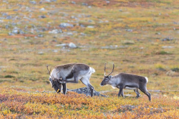 Reindeer scratching itself, at Abisko National Park in the colourful autumn of Lapland below the Lapporten, Cuonjávággi