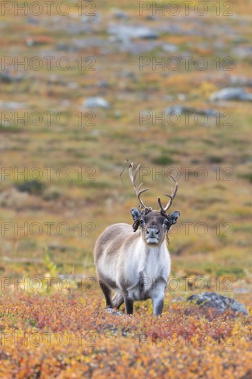 Bast hangs, reindeer at Abisko National Park in the colourful autumn of Lapland below Lapporten, Cuonjávággi