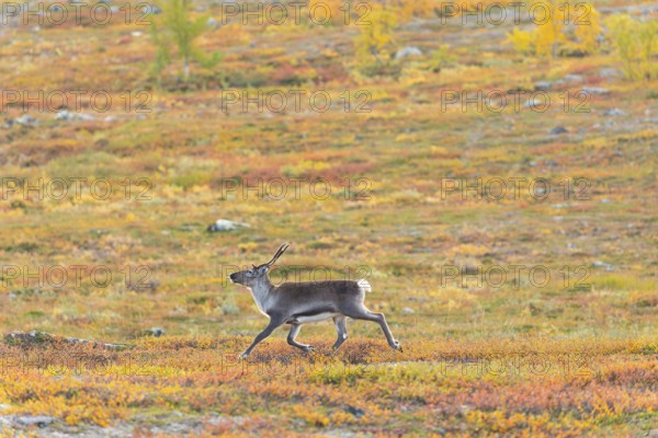 Reindeer running at Abisko National Park in the colourful autumn of Lapland below Lapporten, Cuonjávággi