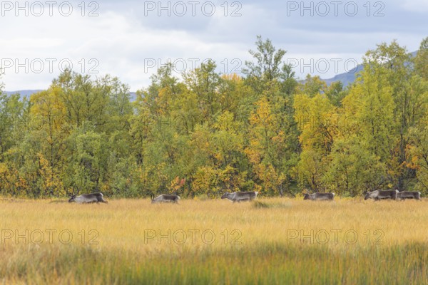 Reindeer at Abisko National Park in autumnal Lapland crossing a marshland by the lake