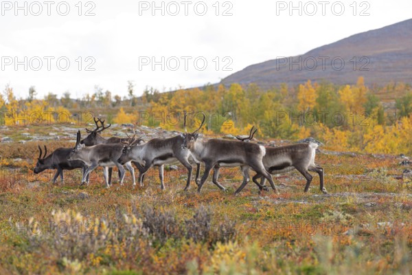 Reindeer herd at Abisko National Park in the colourful autumn of Lapland below Lapporten, Cuonjávággi