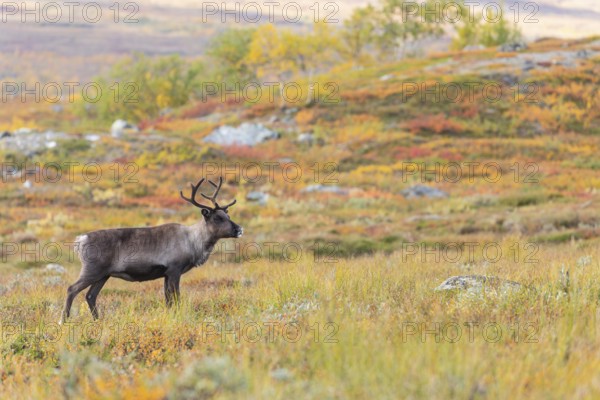 Reindeer at Abisko National Park in the colourful autumn of Lapland below Lapporten, Cuonjávággi