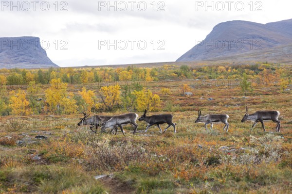Reindeer herd at Abisko National Park in the colourful autumn of Lapland below Lapporten, Cuonjávággi