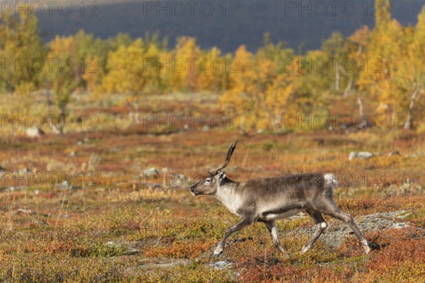 Reindeer running, at Abisko National Park in the colourful autumn of Lapland below Lapporten, Cuonjávággi