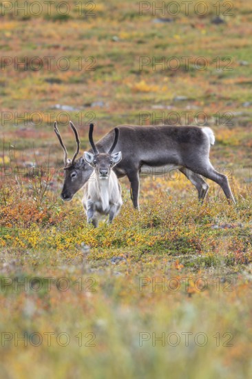 Reindeer herd at Abisko National Park in the colourful autumn of Lapland below Lapporten, Cuonjávággi