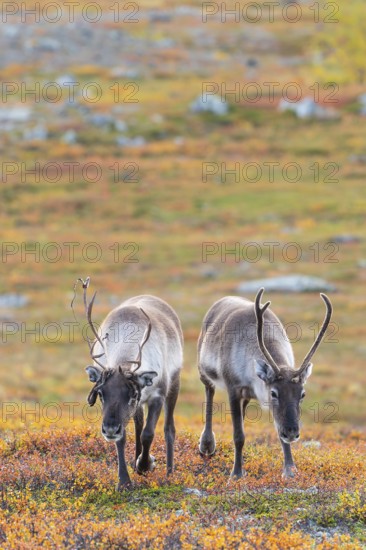 Two reindeer at Abisko National Park in the colourful autumn of Lapland below Lapporten, Cuonjávággi