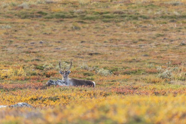 Reindeer at Abisko National Park in the colourful autumn of Lapland below Lapporten, Cuonjávággi