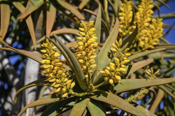 Blossoms of a quiver tree at Duwisib Castle, near Maltahöhe, Hardap Region, Namibia