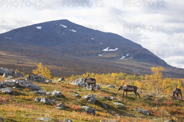 Reindeer herd at Abisko National Park in the colourful autumn of Lapland below Lapporten, Cuonjávággi