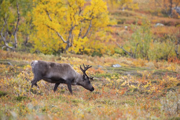 Reindeer at Abisko National Park in the colourful autumn of Lapland below Lapporten Cuonjávággi