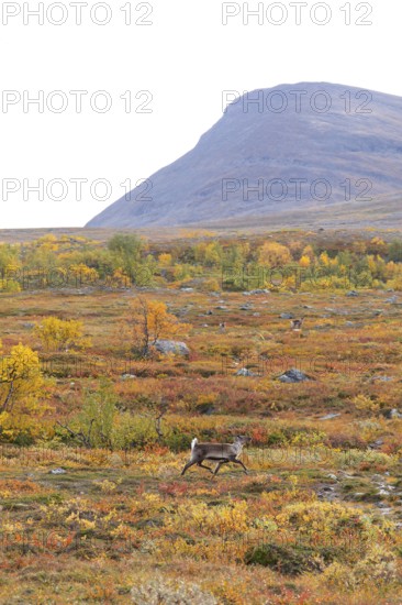 Reindeer herd at Abisko National Park in the colourful autumn of Lapland below Lapporten, Cuonjávággi