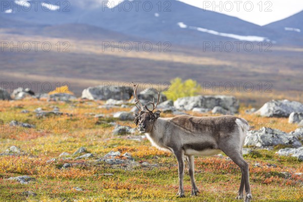 Reindeer antler sweeping at Abisko National Park in the colourful autumn of Lapland below Lapporten, Cuonjávággi