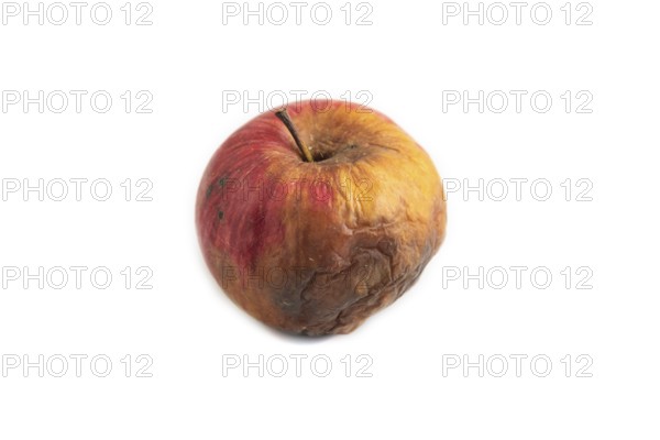 Decaying, Rotting apples isolated on white background. Side view, copy space, minimalism