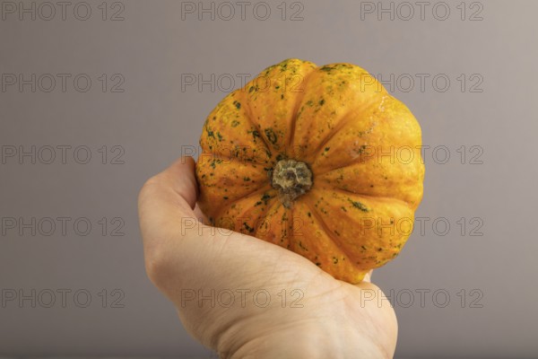 Orange Pumpkin with hand on gray pastel paper background. Side view, healthy food, vegetable, minimalism