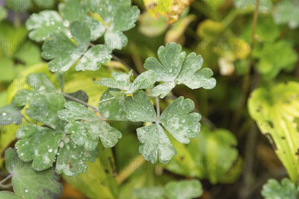 Columbine leaves covered with Powdery mildew, plant diseases, plant pathology
