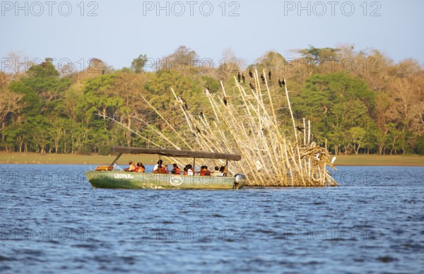 Safari boat on the Kabini Reservoir watching cormorants, Kabini, Karnataka, India