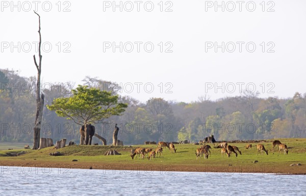 Asian elephant (Elephas maximus) in Nagarahole National Park, Axis deer or chital (Axis axis) grazing on the banks of Kabini reservoir, Kabini, Karnataka, India