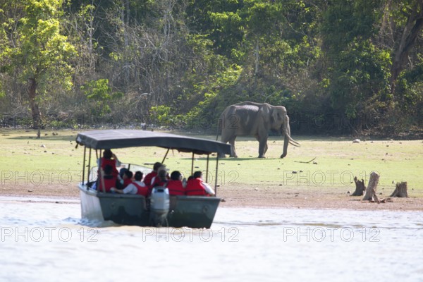 Asian elephant (Elephas maximus) in Nagarahole National Park, in front blurred a safari boat on the Kabini Reservoir, Kabini, Karnataka, India