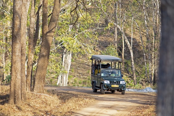 Safari jeep in the dry forest, Nagarahole National Park, Kabini, Karnataka, India