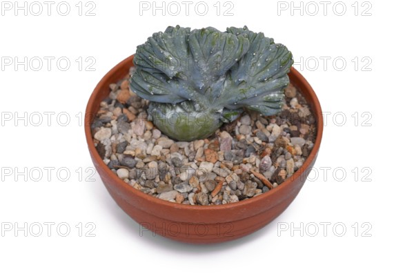 Potted 'Myrtillocactus Geometrizans f. Cristata' cactus with candelabra-like branching on white background