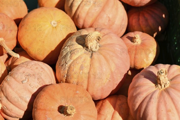 Pastel pink colored 'Miss Sophie Pink' pumpkins in crate