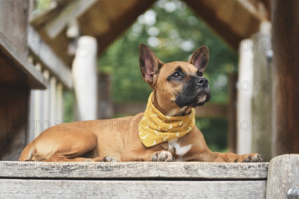 Cute Brown French Bulldog mix dog lying down on wooden plank wearing yellow neckerchief