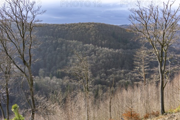 Forest in the Harz National Park near Bad Harzburg, Lower Saxony, Germany