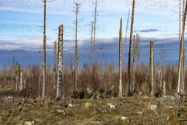 Dead trees in the Harz National Park near Bad Harzburg, Lower Saxony, Germany
