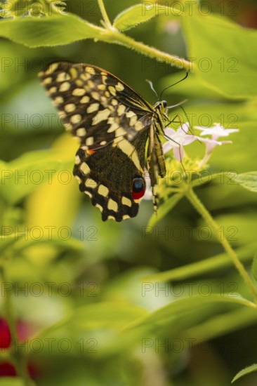 Close-up of a butterfly, wing pattern in contrast to the lush green of the surrounding plants, Mainau Island, Lake Constance, Germany