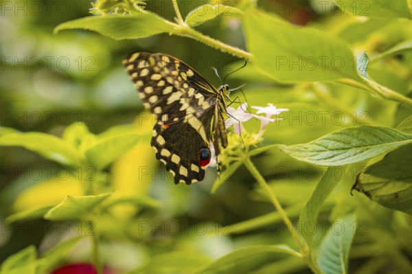 Large butterfly on a plant, showing wing pattern in contrast to green foliage, Mainau Island, Lake Constance, Germany