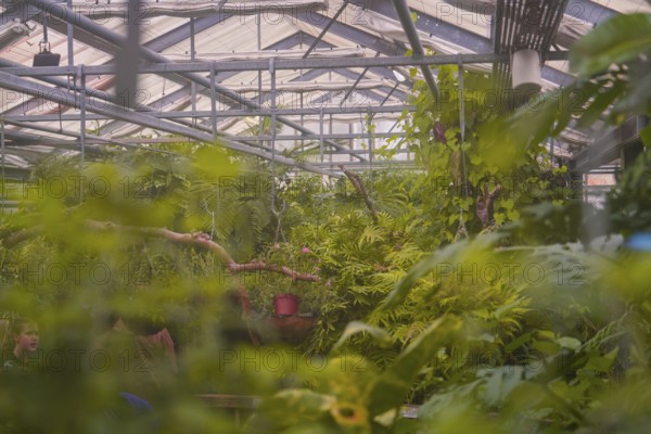 A greenhouse filled with lush plants and a glass roof that creates a tropical atmosphere, Mainau Island, Lake Constance, Germany