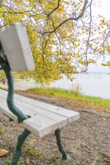 View of a bench on the shore of a lake, surrounded by autumn-coloured trees, Mainau Island, Lake Constance, Germany