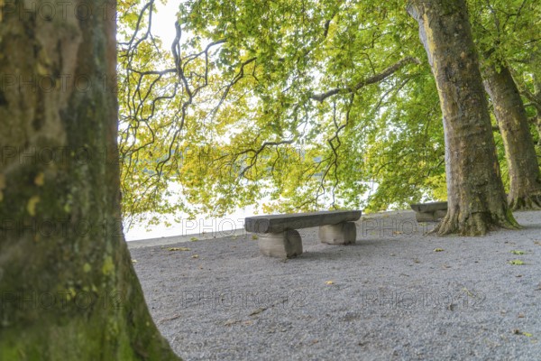 Park bench between large trees on a quiet, green path, Mainau Island, Lake Constance, Germany