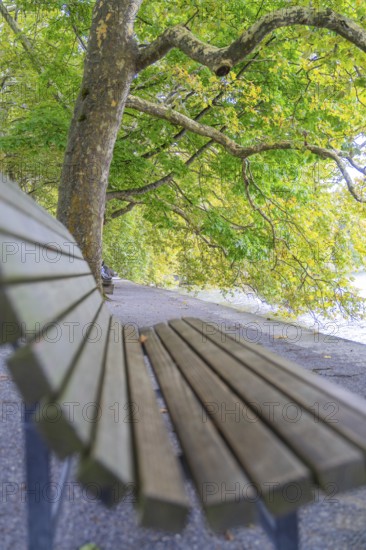 Wooden bench along a path lined with green trees, natural and relaxing view, Mainau Island, Lake Constance, Germany