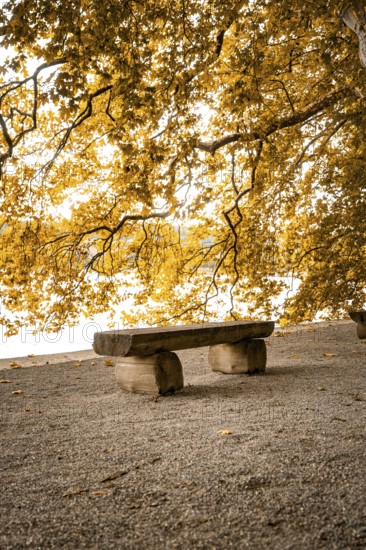 Empty wooden bench under golden autumn leaves in the sunlight by the lake, Mainau Island, Lake Constance, Germany