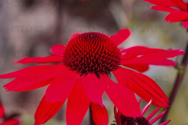 Macro photograph of a bright red flower with many petals in detail, Mainau Island, Lake Constance, Germany