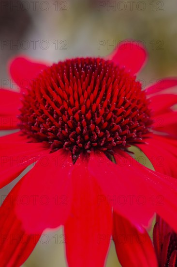 Macro photograph of a bright red flower with many petals in detail, Mainau Island, Lake Constance, Germany