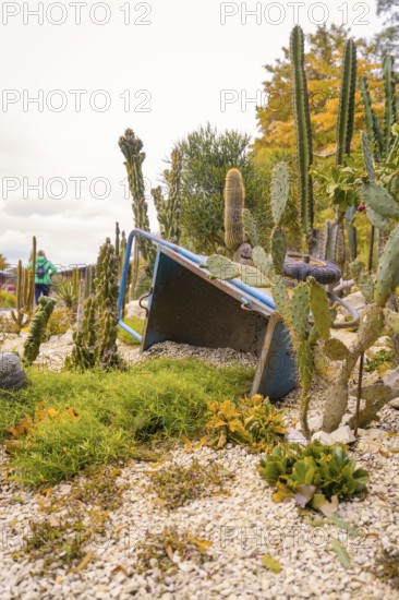 Cacti and succulents around an overturned wheelbarrow in a rocky garden, Mainau Island, Lake Constance, Germany