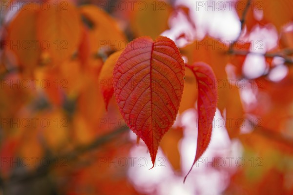 Close-up of bright red leaves in autumn light, Mainau Island, Lake Constance, Germany