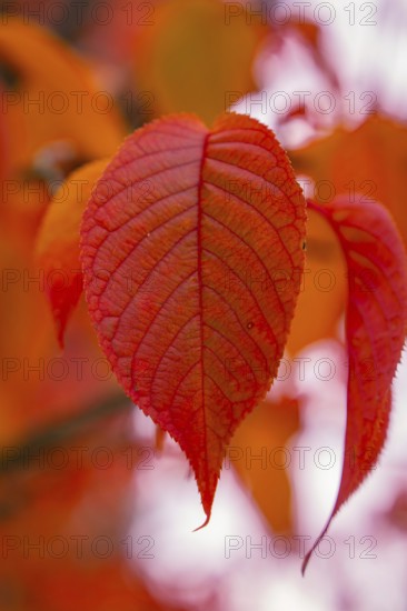 Close-up of bright red leaves in autumn light, Mainau Island, Lake Constance, Germany