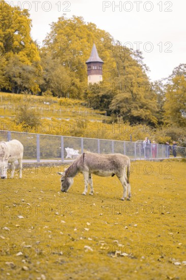 Donkeys grazing on a pasture in front of an old tower, autumn coloured trees, Mainau Island, Lake Constance, Germany