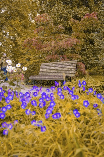Wooden bench in an autumnal park with colourful flowers in the foreground, Mainau Island, Lake Constance, Germany